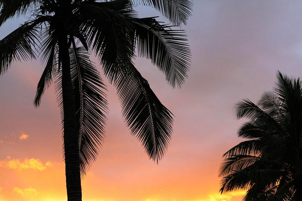 Feel the Hot Girl Summer with a Neon Palm Tree Sign